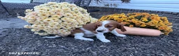 Welsh Springer Spaniel dogs for sale: Lance - Ad 14