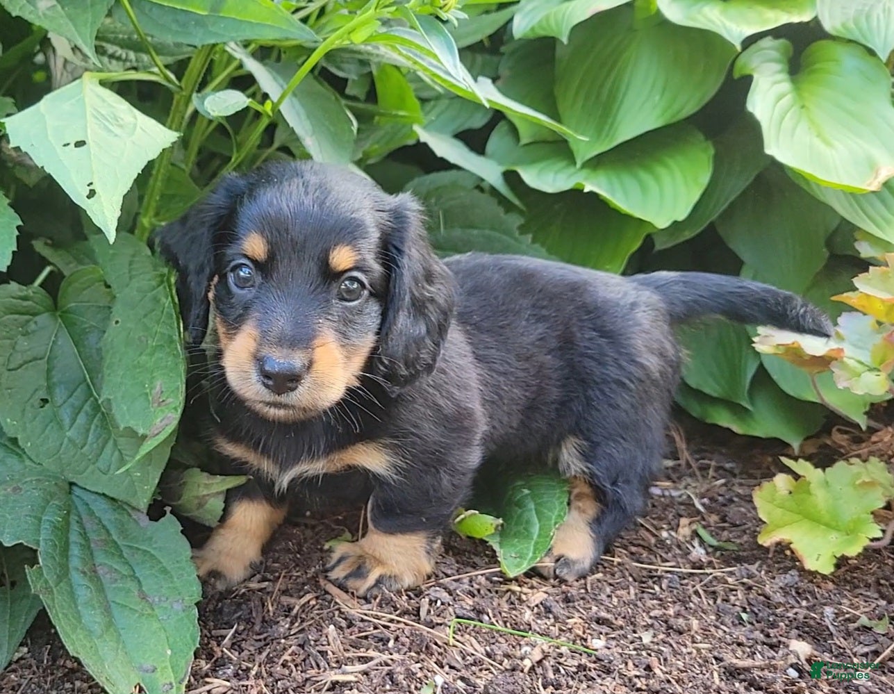 Miniature Dachshund dogs Vivian  - Ad 2