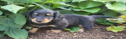 Miniature Dachshund dogs for sale: Vivian  - Ad 2