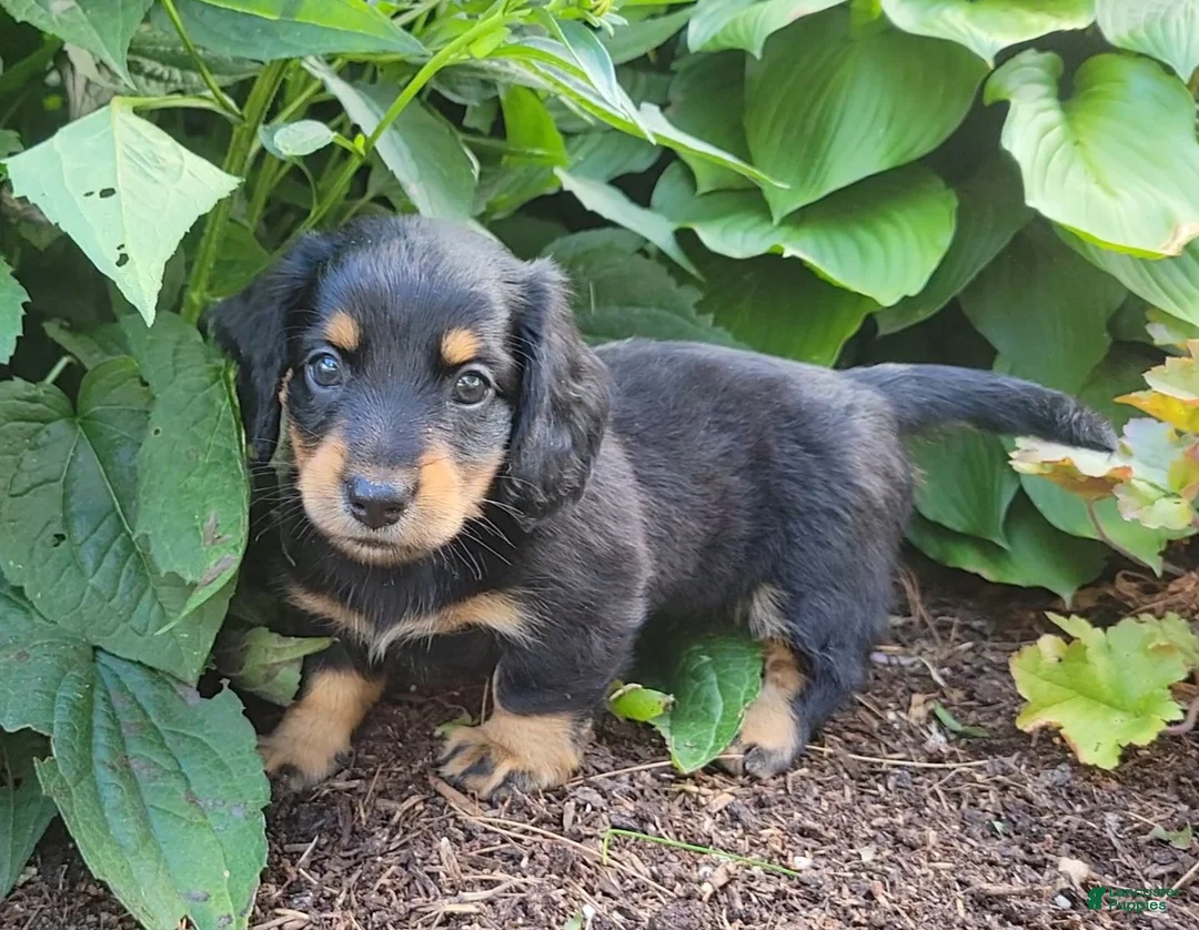 Miniature Dachshund dogs for sale: Vivian  - Ad 2