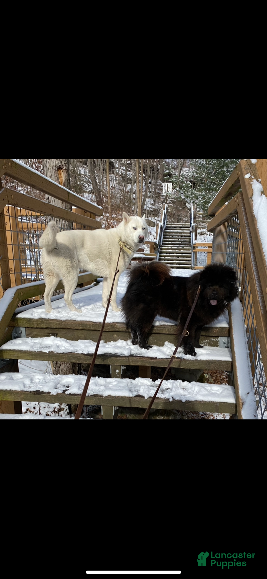 Mixed Breed dogs for sale: Chowski boy  - Ad 8