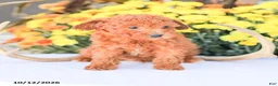 Miniature Poodle dogs for sale: Liam - Ad 9