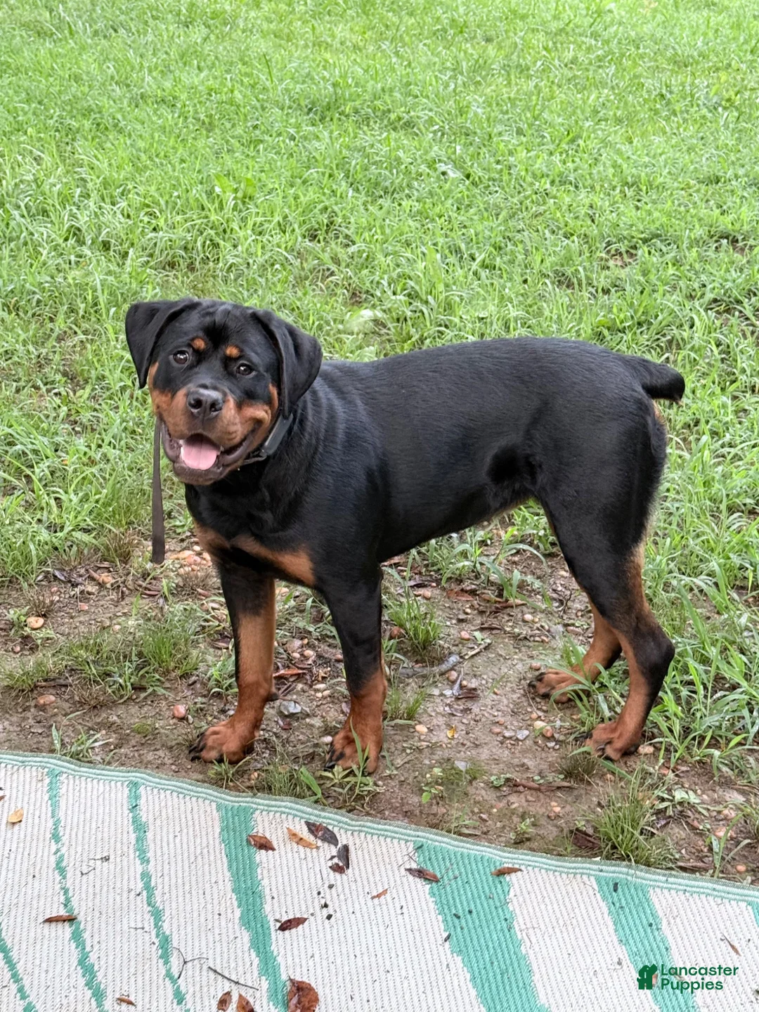 Rottweiler dogs for sale: Millie Grace - Ad 2