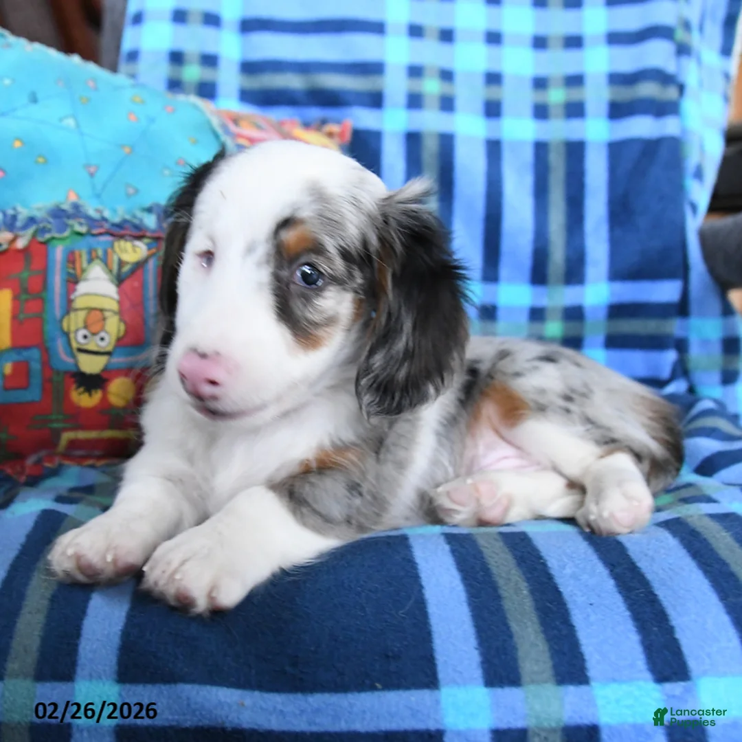 Miniature Dachshund dogs for sale: Boomer - Ad 2