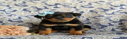 Rottweiler dogs for sale: Dayna - Ad 2