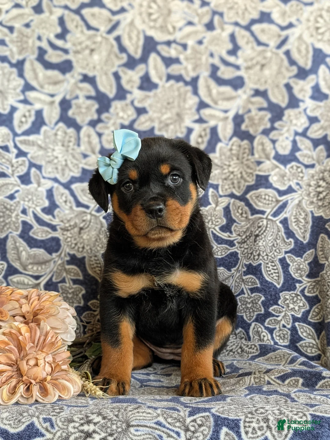 Rottweiler dogs for sale: Dayna - Ad 2