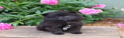 Pomeranian dogs for sale: Kubbie - Ad 1