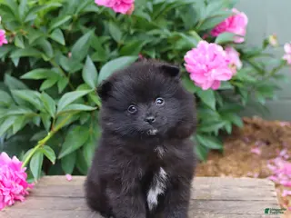 Pomeranian dogs for sale: Kubbie - Ad 4