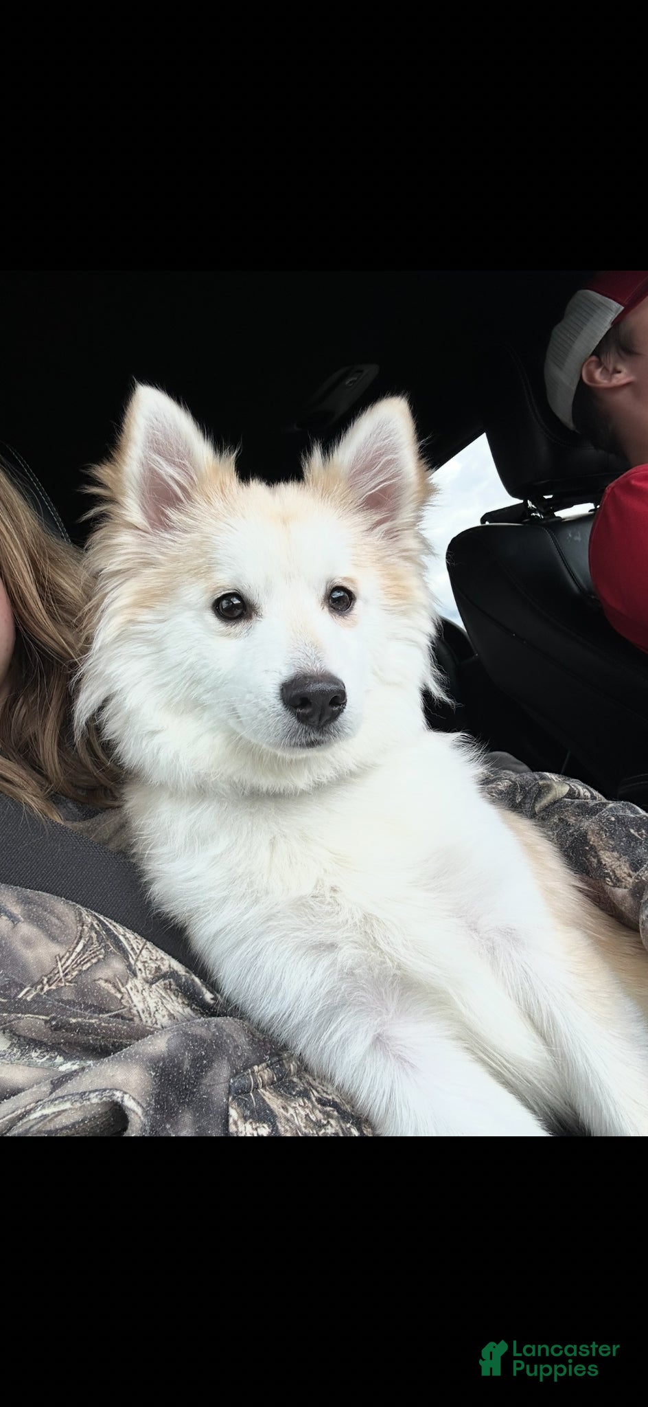 Pomsky dogs for sale: Winnie - Ad 1