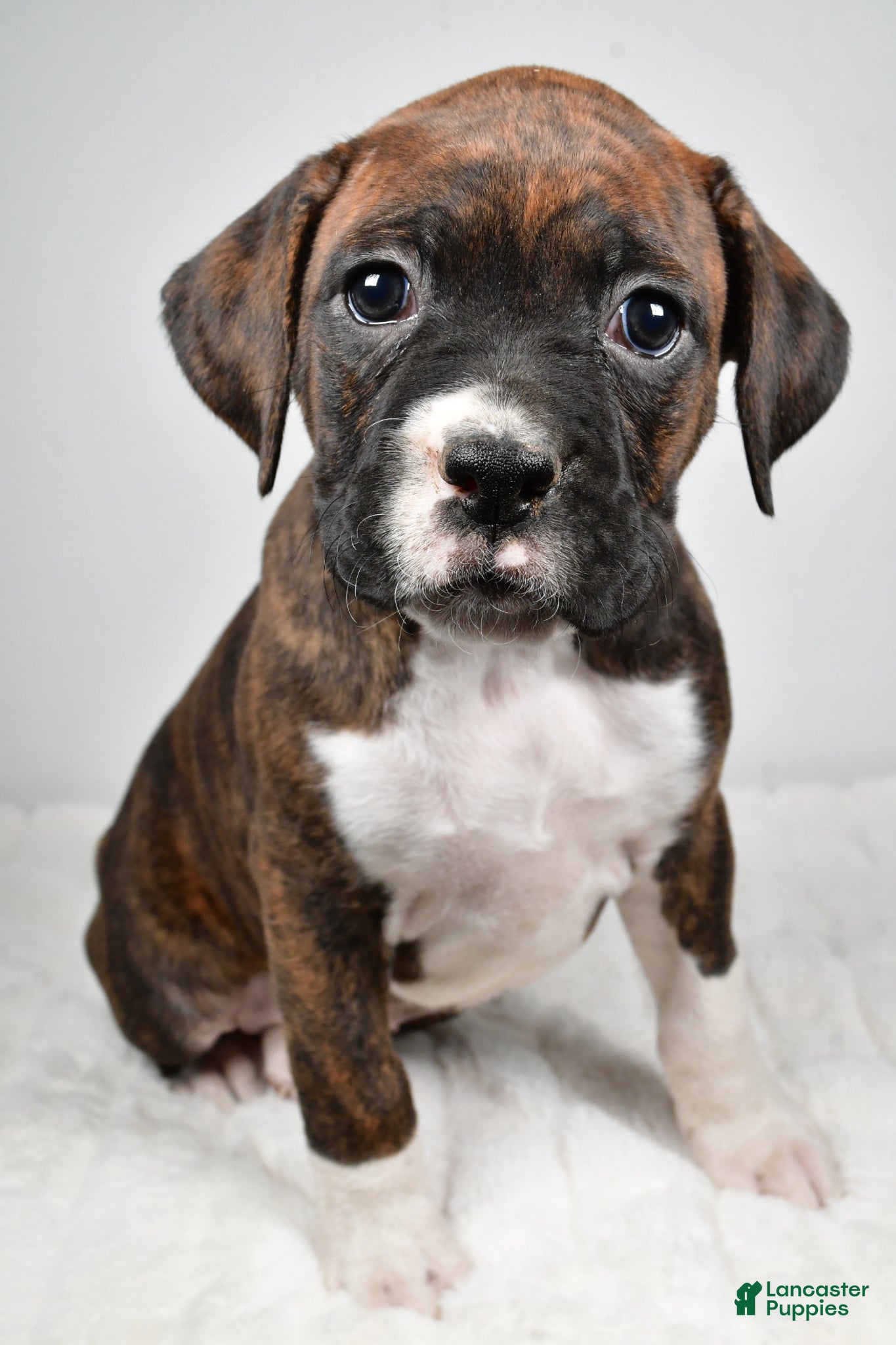Boxer dogs Bella - Ad 2