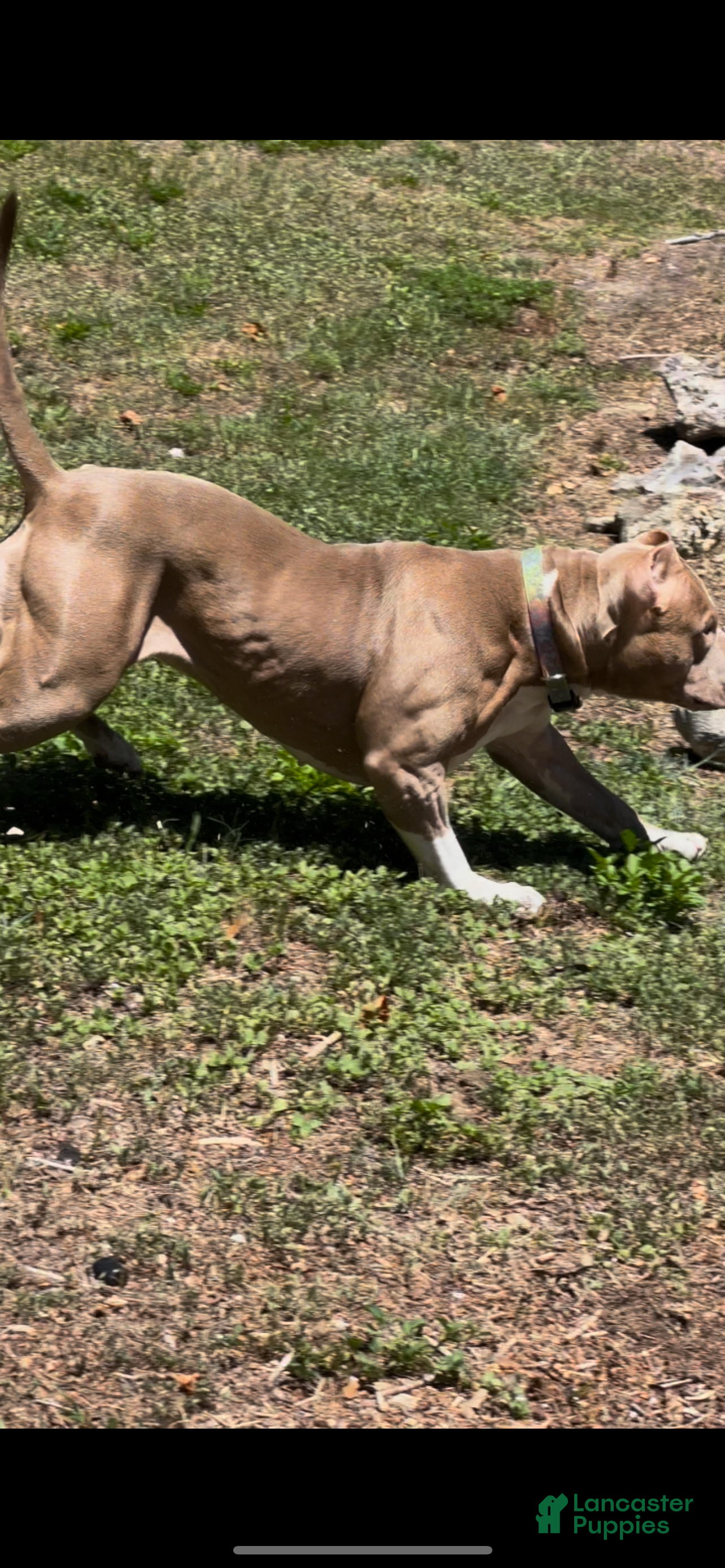 American Bully dogs NAIROBI The XL Bully - Ad 13