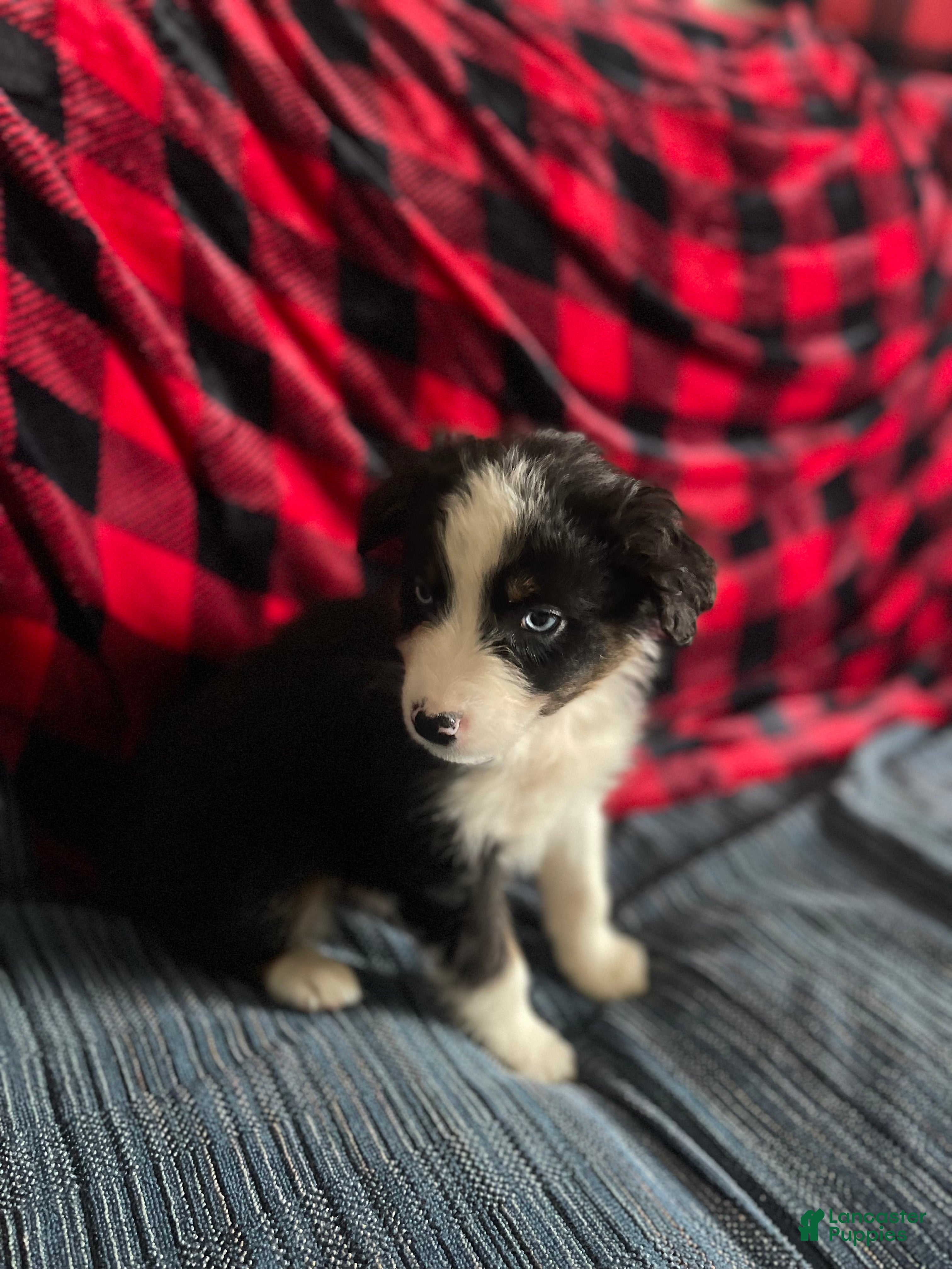 Australian Shepherd dogs Archer - Ad 16