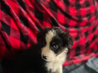 Australian Shepherd dogs Archer - Ad 16