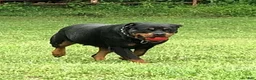 Rottweiler dogs for sale: Rottweiler 2 - Ad 2