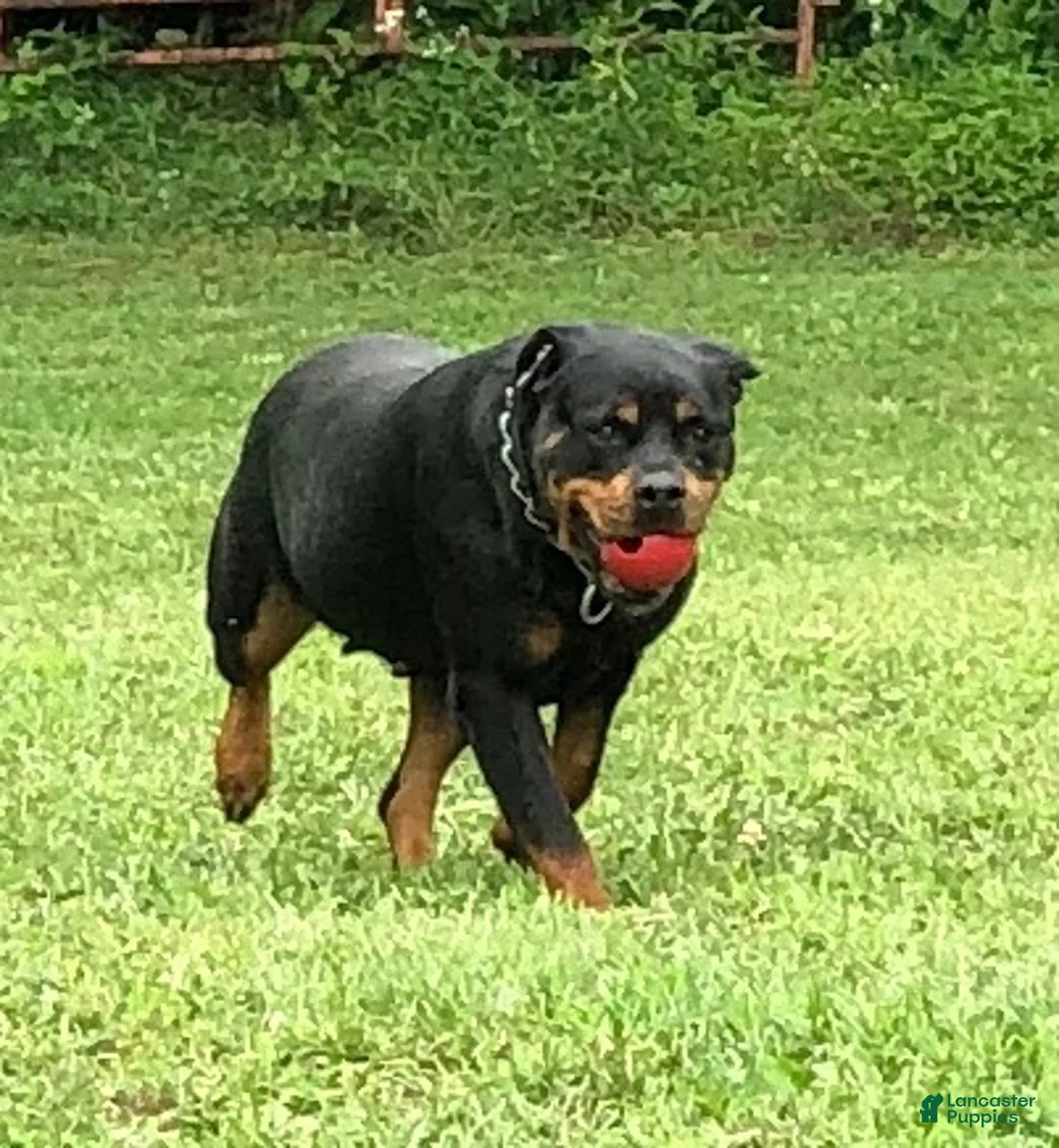 Rottweiler dogs for sale: Rottweiler 2 - Ad 2