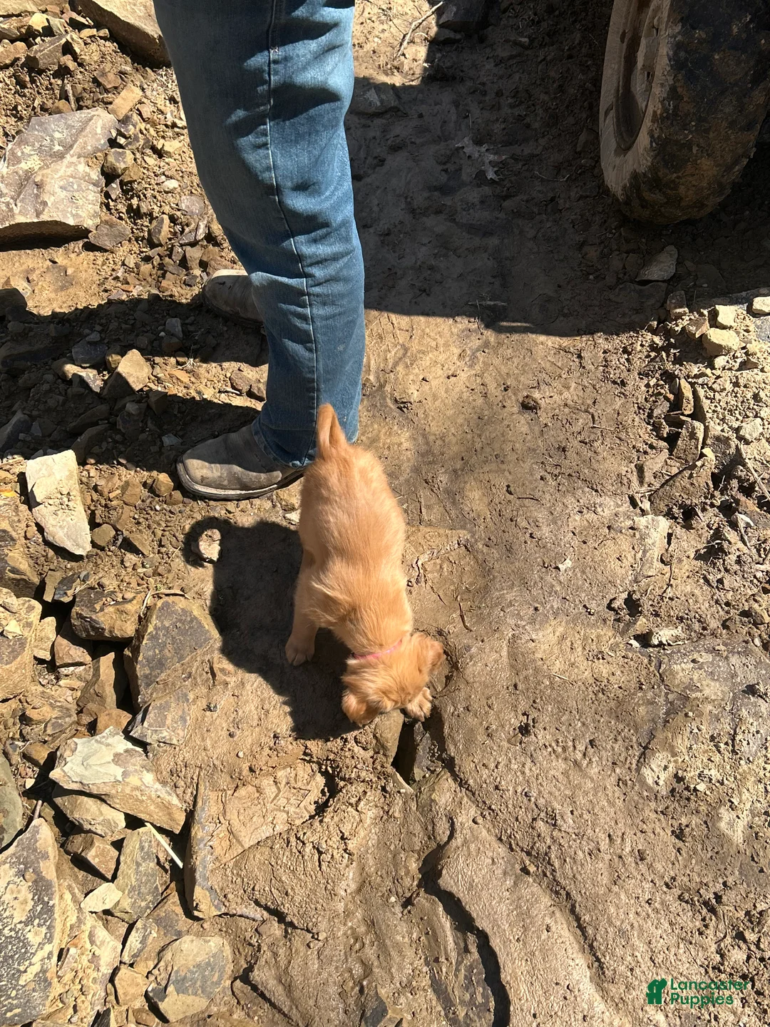 Golden Retriever dogs for sale: Pink collar - Ad 2