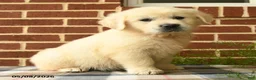 Golden Retriever dogs for sale: Polly - Ad 2