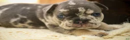 French Bulldog dogs for sale: Sawyer French Bulldog  - Ad 4