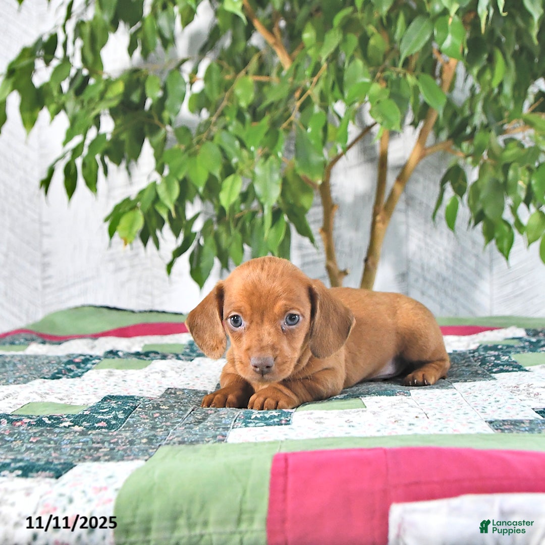 Miniature Dachshund dogs for sale: Andy - Ad 3