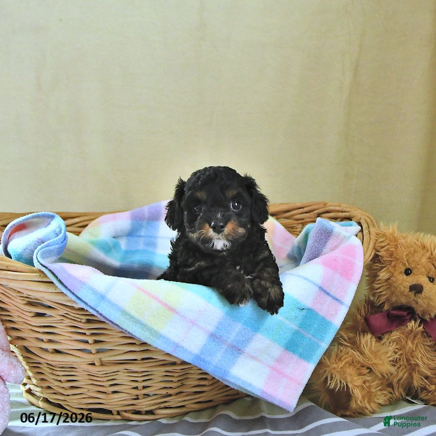 Cavapoo dogs Bella Mia - Ad 2
