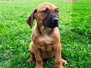 Rhodesian Ridgeback dogs for sale: Sammy - Ad 2