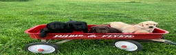 Labrador Retriever dogs for sale: Victory - Ad 6