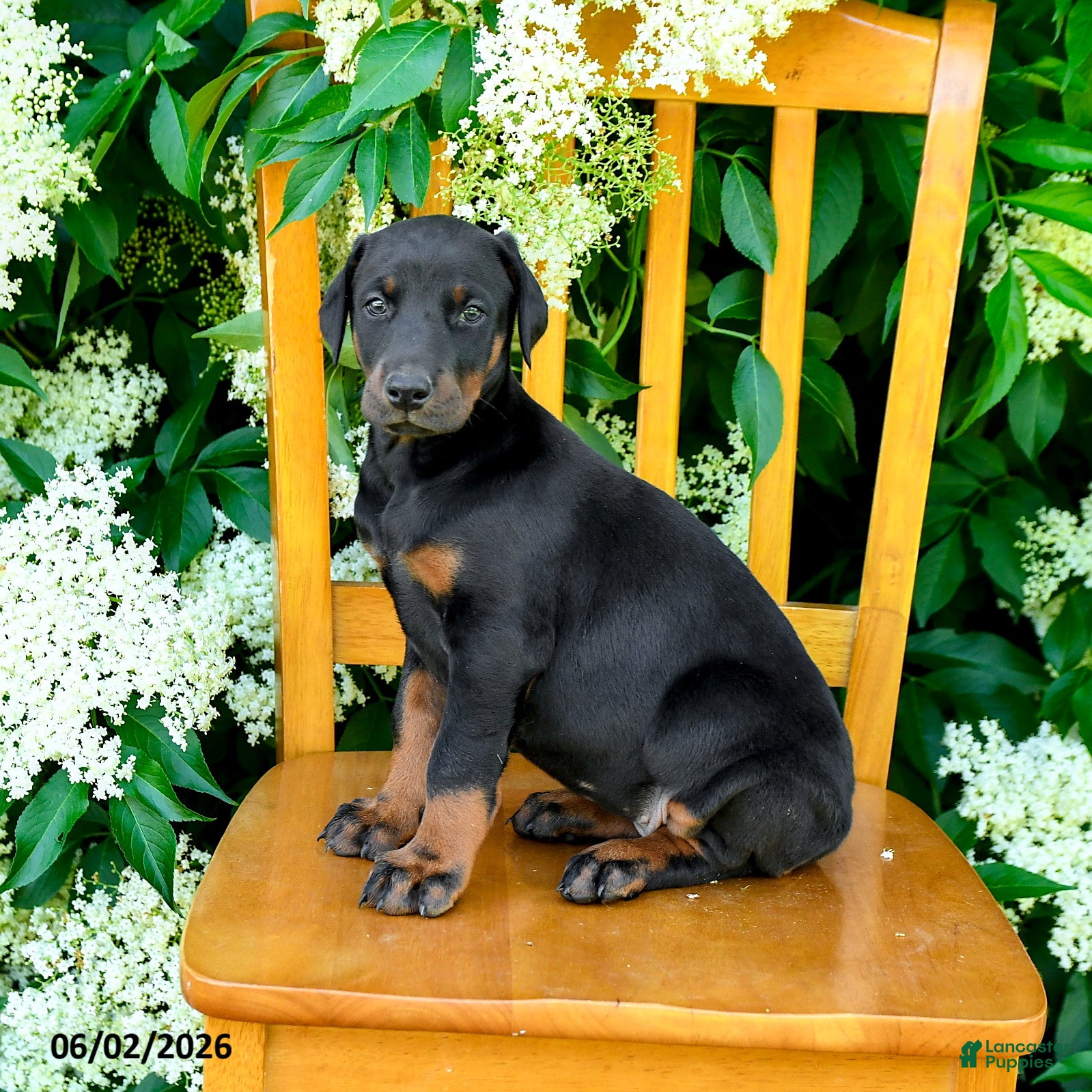 Doberman Pinscher dogs for sale: Layla - Ad 3