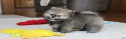 Pomeranian dogs for sale: Teddy - Ad 10