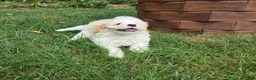 Maltipoo dogs for sale: Scooter - Ad 5