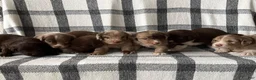 Mixed Breed dogs for sale: Rosko - Ad 4