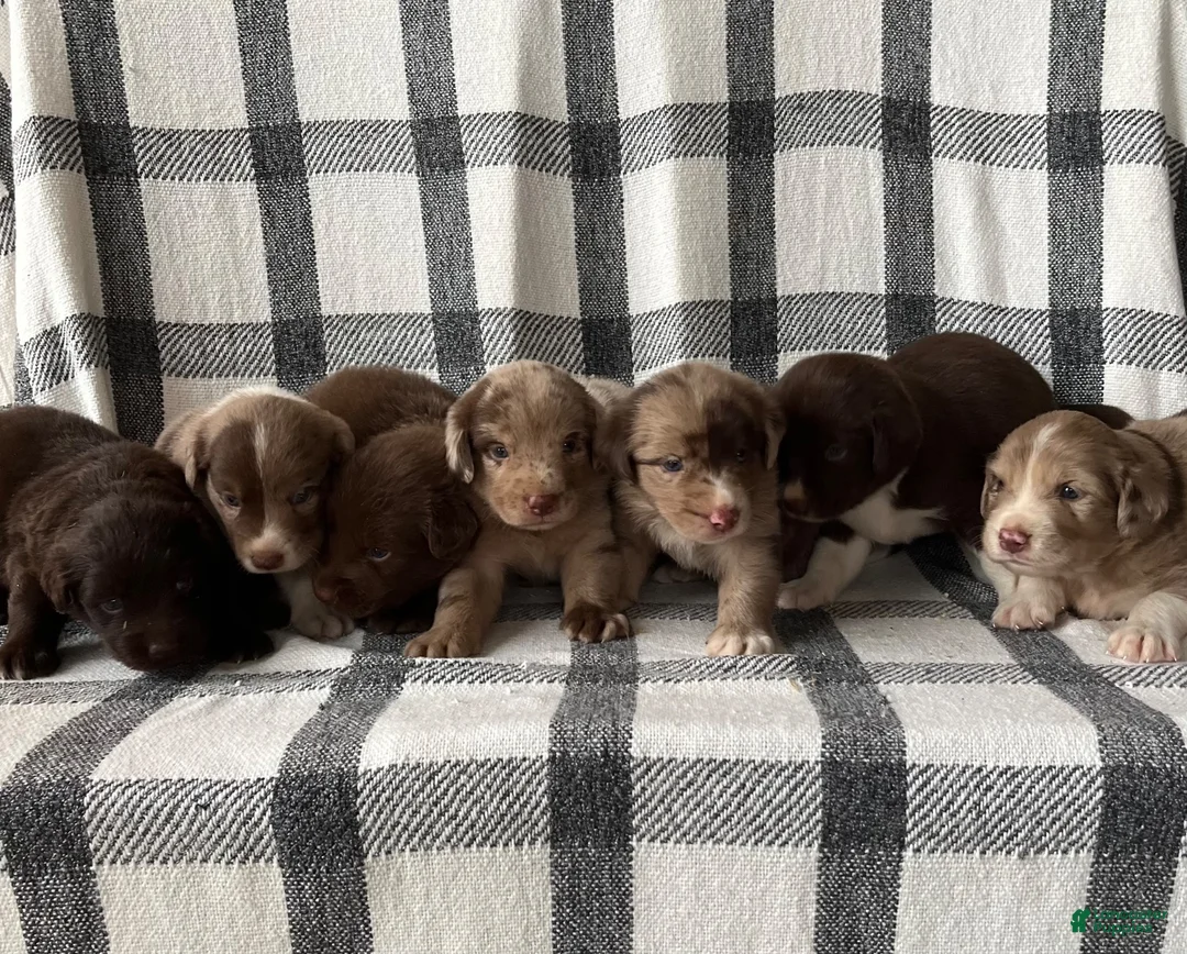 Mixed Breed dogs for sale: Rosko - Ad 4