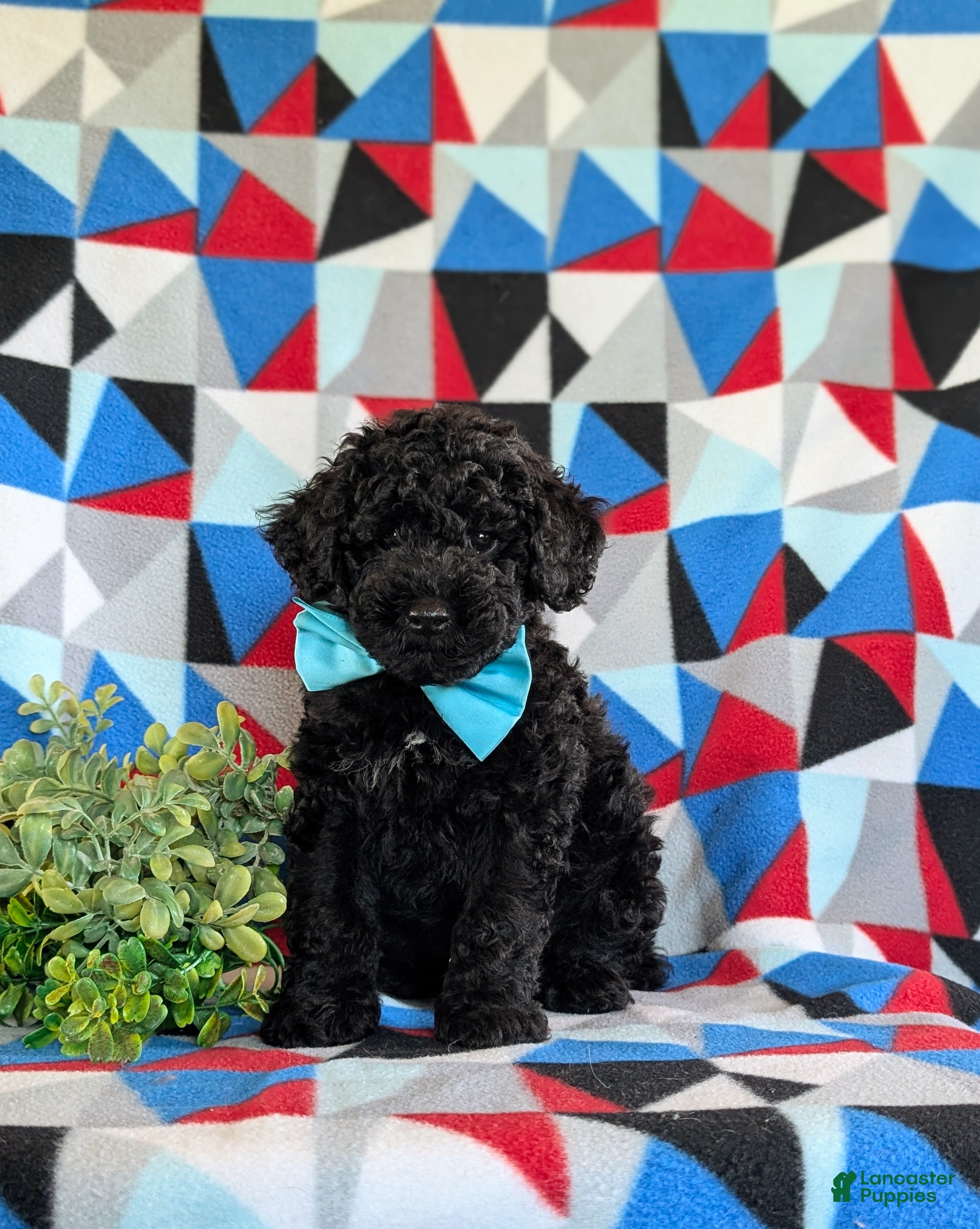 Miniature Poodle dogs Daeg - Ad 2