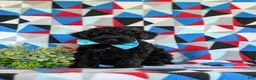 Miniature Poodle dogs for sale: Daeg - Ad 2