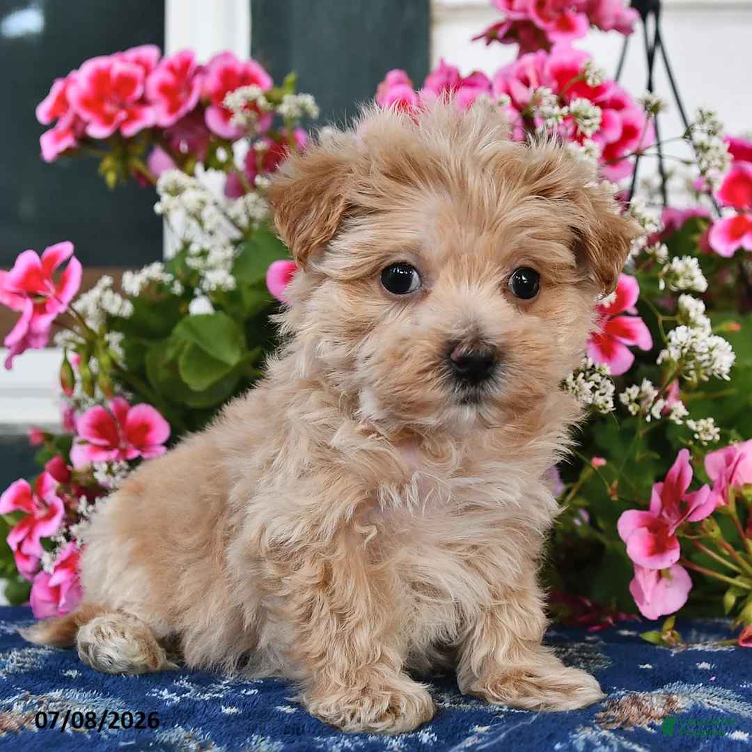 Maltipoo dogs for sale: Shelby - Ad 1