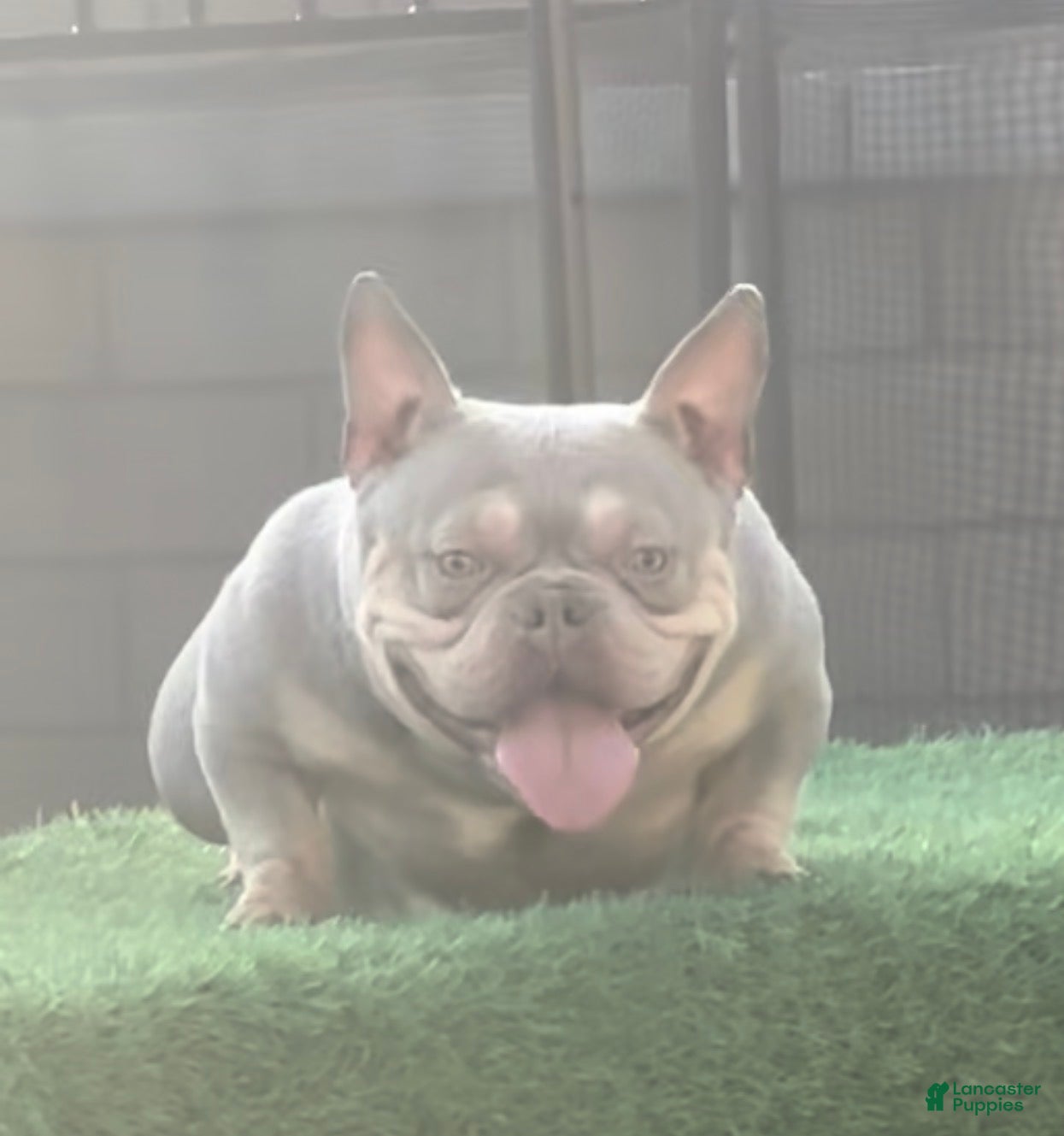 American Bully dogs Cinnamon  - Ad 15