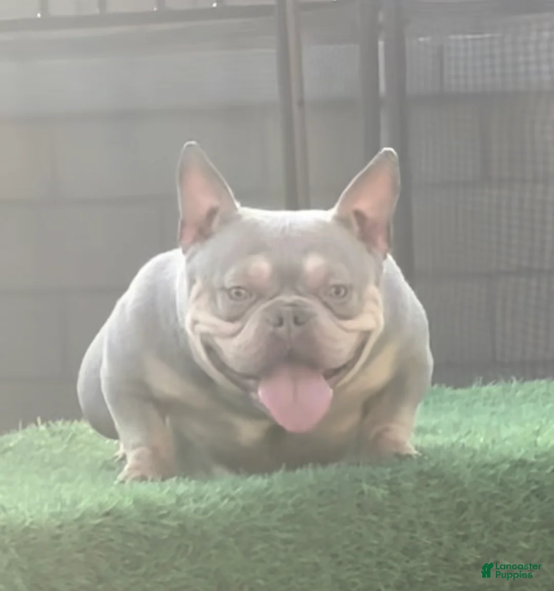 American Bully dogs for sale: Cinnamon  - Ad 1