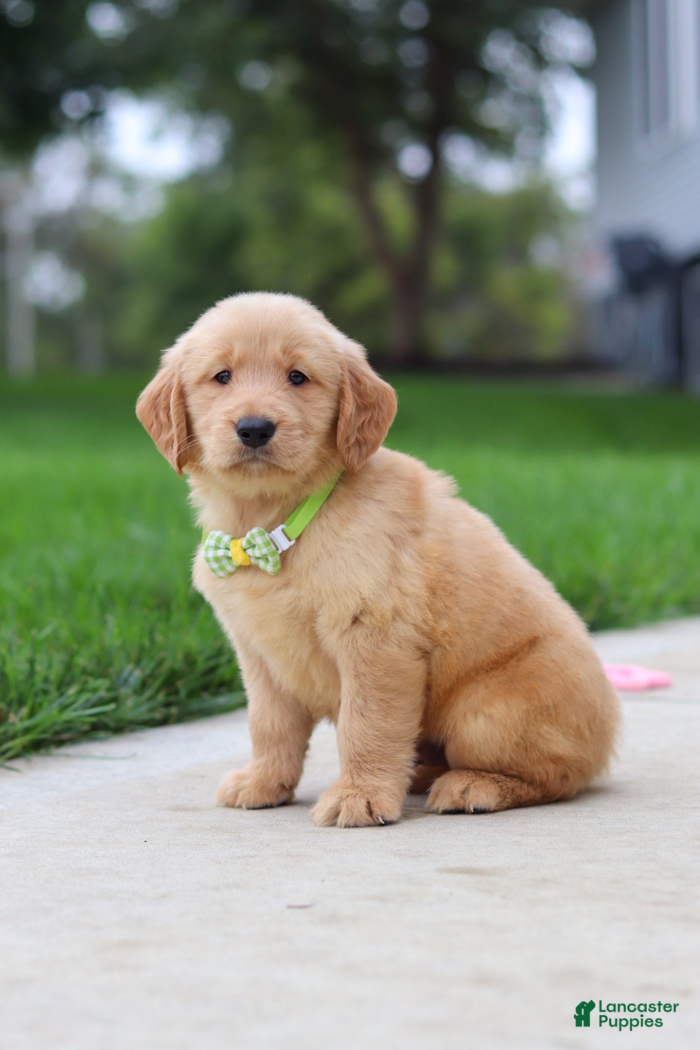 Golden Retriever dogs Edison 🐾 - Ad 2