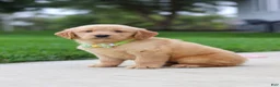 Golden Retriever dogs for sale: Edison 🐾 - Ad 2