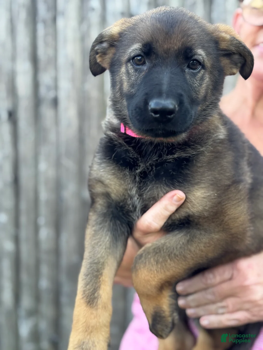 German Shepherd dogs for sale: Bella - Ad 1