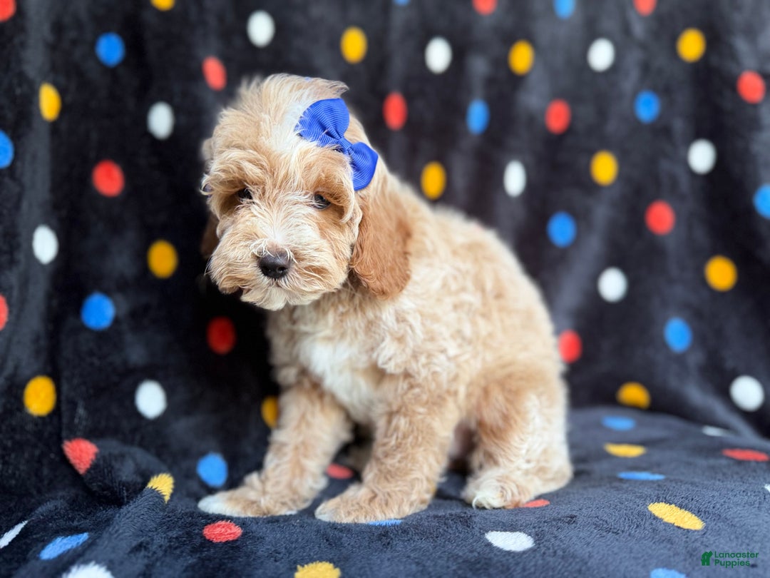 Cockapoo dogs for sale: Hazel - Ad 6