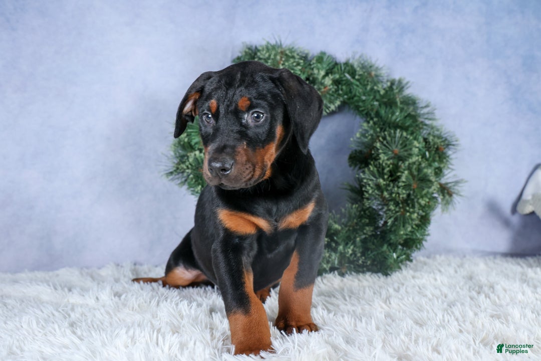Doberman Pinscher dogs for sale: TUCKER - Ad 5