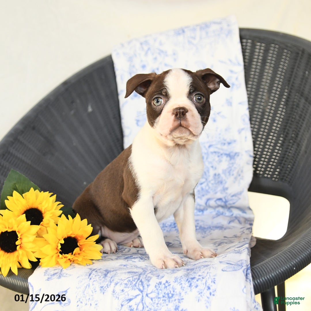 Boston Terrier dogs for sale: Coffee - Ad 1