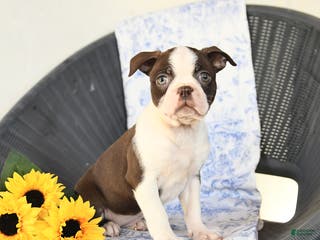 Boston Terrier dogs for sale: Coffee - Ad 1