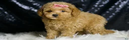 Maltipoo dogs for sale: Adore - Ad 3