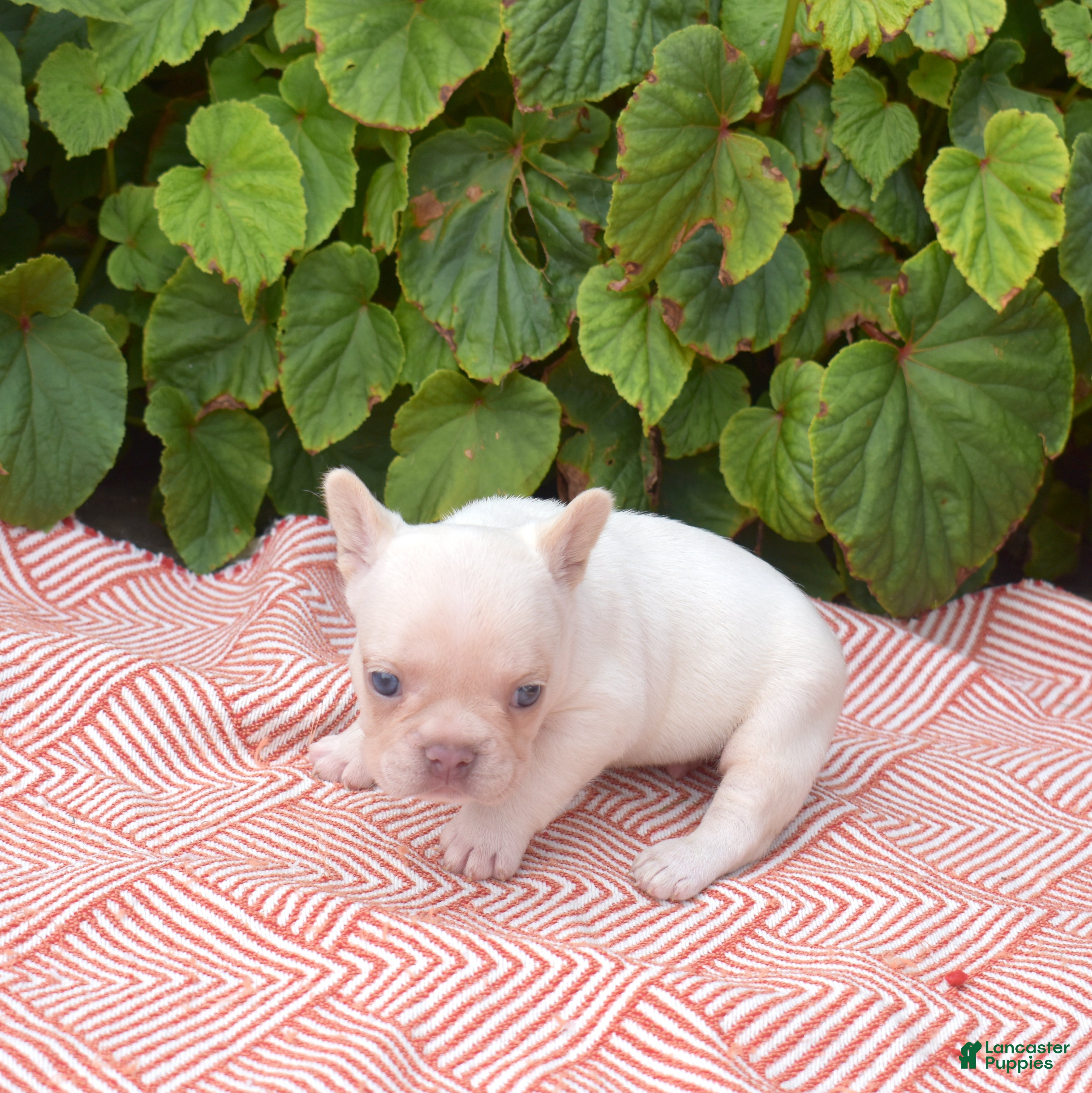 French Bulldog dogs Casper - Ad 2