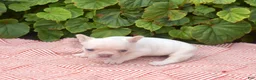 French Bulldog dogs for sale: Casper - Ad 2
