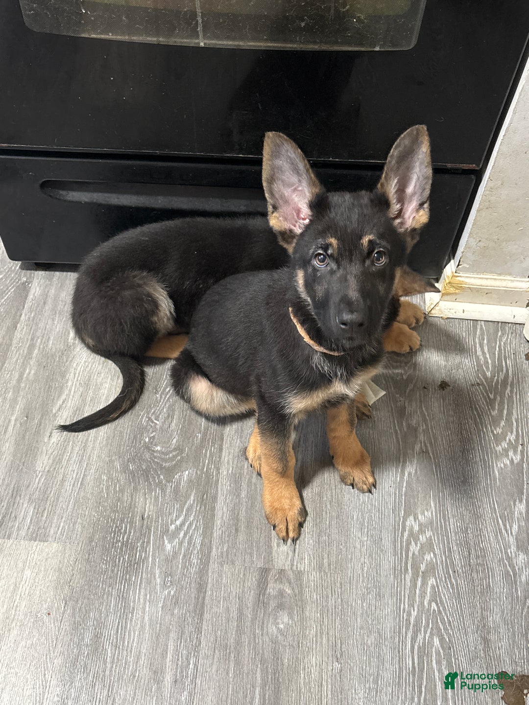 German Shepherd dogs for sale: Ozzy - Ad 2