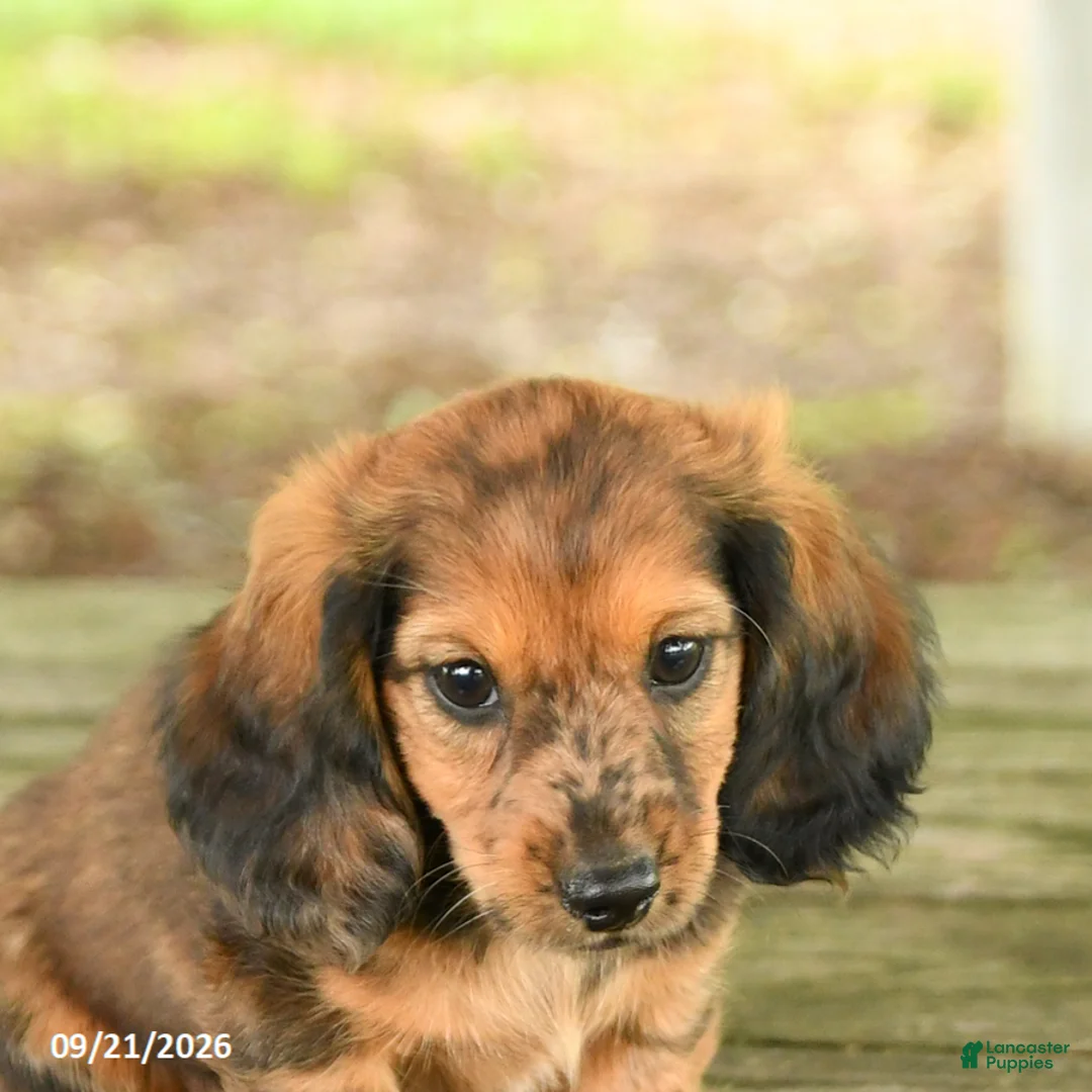 Miniature Dachshund dogs for sale: Ace - Ad 5