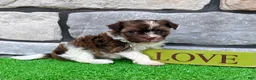 Havanese dogs for sale: Ranger - Ad 6