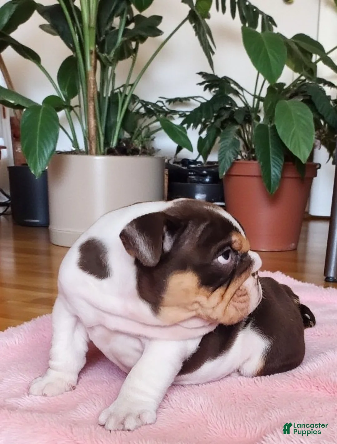 English Bulldog dogs for sale: Health clear Snickers  - Ad 2